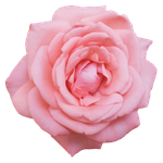 a pink rose symbolizes compassion