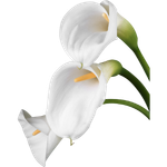 A calla lily symbolizes dignity