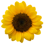 Sunflower symbolizes empowerment