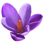 a crocus flower symbolizes rapid response