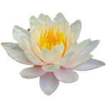 a lotus flower symbolizes resilience