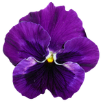 a purple iris symbolizes transformation, transition, wisdom, hope, and new beginnings